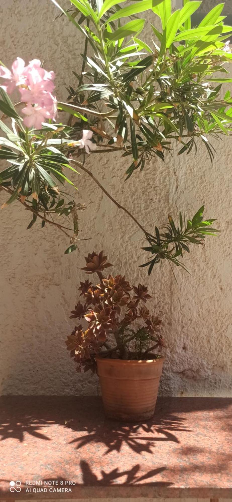 Kriti Studios Agia Galini Esterno foto
